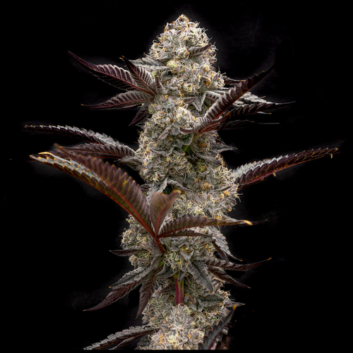 Grapes 'N' Cream FAST Feminized Cannabis Seeds | Simply Crafted