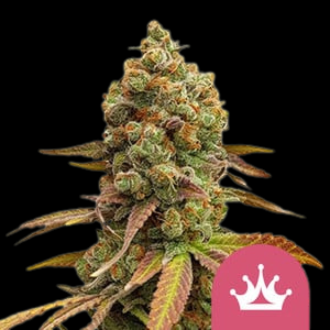 Special Queen #1 Feminized Cannabis Seeds