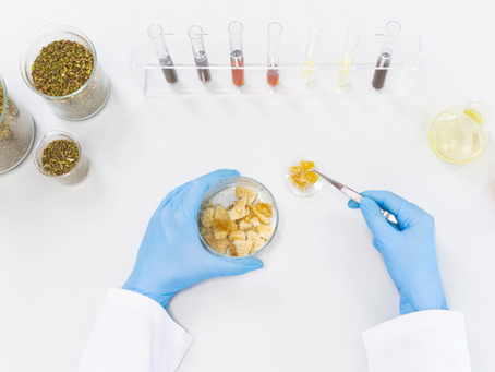Cannabis terpenes and flower being analyzed in lab