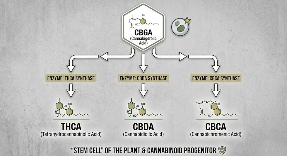 A clean, minimalist flowchart on a textured grey background showing CBGA at the top. Arrows branch out downward to show its enzymatic conversion into THCA, CBDA, and CBCA, illustrating its role as the "progenitor" or "stem cell" of the plant.
