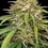 Thumbnail: Super High Life Feminized Cannabis Seeds