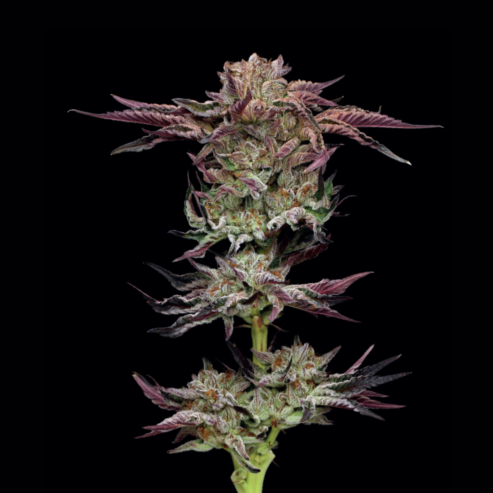 Jelly Donutz Feminized Cannabis Seeds