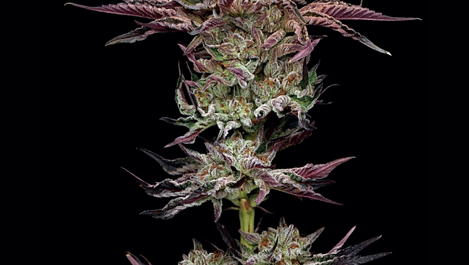 Jelly Donutz Feminized Cannabis Seeds