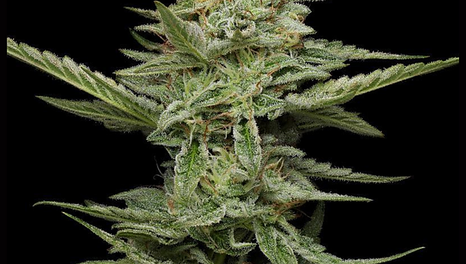 Pistachio Feminized Cannabis Seeds