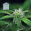 Thumbnail: Peyote Forum Feminized Cannabis Seeds