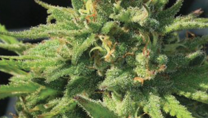 Bigfoot Glue Feminized Cannabis Seeds