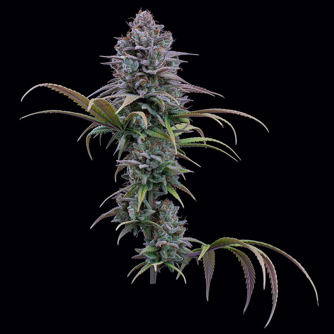 Grimm Glue Feminized Cannabis Seeds