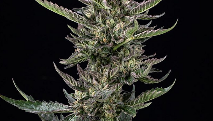 Notorious THC Feminized Cannabis Seeds
