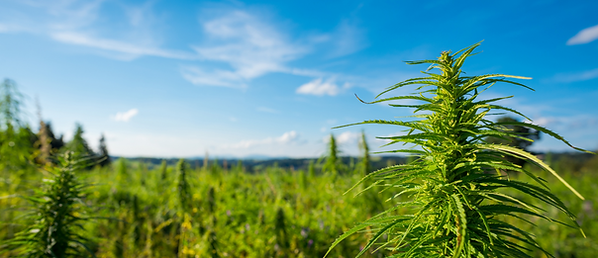 Buy THC Minnesota, Buy THC Minneapolis, Buy THC Saint Paul, THC Gummies Minnesota, THC Gummies Minneapolis, THC Gummies Saint Paul, Buy HHC Minneapolis, Buy HHC Minnesota, Buy HHC Saint Paul, Buy Delta-8 Minnesota, Buy Delta-8 Minneapolis, Buy Delta-8 Saint Paul, Buy CBD Minneapolis, Buy CBD Minnesota, Buy CBD Saint Paul, Buy CBD flower Minneapolis, Buy CBD flower Minnesota, Buy CBD flower Saint Paul, Buy CBD Oil Minneapolis, Buy CBD Oil Minnesota, Buy CBD Oil Saint Paul, THC Drinks Minneapolis, THC Drinks Saint Paul, THC Drinks Minnesota, THC gummies Near me, THC edibles Minneapolis, THC edibles Saint Paul, Buy HHC Vapes Minneapolis, Buy HHC Vapes Minnesota, Buy HHC Vapes Saint Paul, Buy HHC flower Minneapolis, Buy HHC flower Minnesota, Buy HHC flower Saint Paul, Buy HHC gummies, Buy HHC Vapes, HHC Gummies near me, HHC Vapes near me, Buy Vape carts Minneapolis, Buy HHC flower, HHC flower near me, Buy CBD Oil, Buy CBD gummies, Buy THC, THC Gummies, Buy THC Gummies, buy THC, buy Delta-9