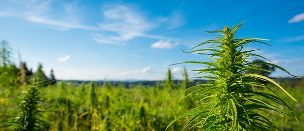 Buy THC Minnesota, Buy THC Minneapolis, Buy THC Saint Paul, THC Gummies Minnesota, THC Gummies Minneapolis, THC Gummies Saint Paul, Buy HHC Minneapolis, Buy HHC Minnesota, Buy HHC Saint Paul, Buy Delta-8 Minnesota, Buy Delta-8 Minneapolis, Buy Delta-8 Saint Paul, Buy CBD Minneapolis, Buy CBD Minnesota, Buy CBD Saint Paul, Buy CBD flower Minneapolis, Buy CBD flower Minnesota, Buy CBD flower Saint Paul, Buy CBD Oil Minneapolis, Buy CBD Oil Minnesota, Buy CBD Oil Saint Paul, THC Drinks Minneapolis, THC Drinks Saint Paul, THC Drinks Minnesota, THC gummies Near me, THC edibles Minneapolis, THC edibles Saint Paul, Buy HHC Vapes Minneapolis, Buy HHC Vapes Minnesota, Buy HHC Vapes Saint Paul, Buy HHC flower Minneapolis, Buy HHC flower Minnesota, Buy HHC flower Saint Paul, Buy HHC gummies, Buy HHC Vapes, HHC Gummies near me, HHC Vapes near me, Buy Vape carts Minneapolis, Buy HHC flower, HHC flower near me, Buy CBD Oil, Buy CBD gummies, Buy THC, THC Gummies, Buy THC Gummies, buy THC, buy Delta-9