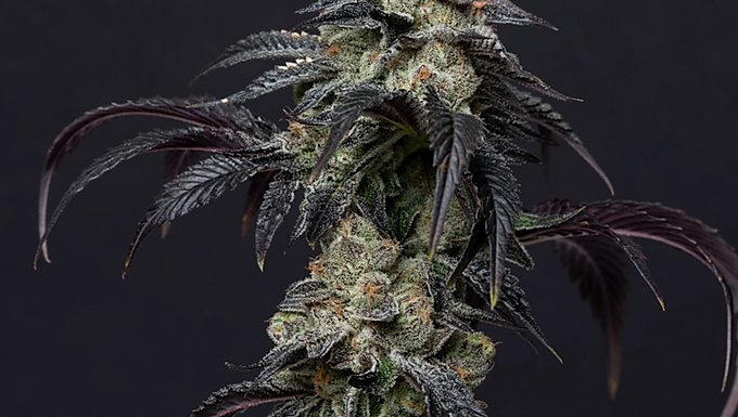 Fruity Pebbles Auto Feminized Cannabis Seeds