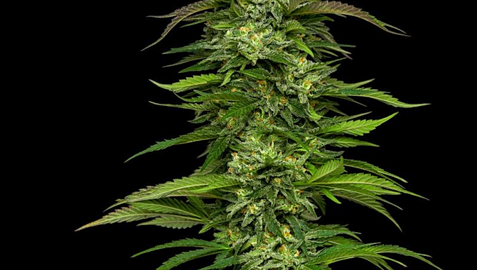 Dream Queen Autoflower Feminized Cannabis Seeds