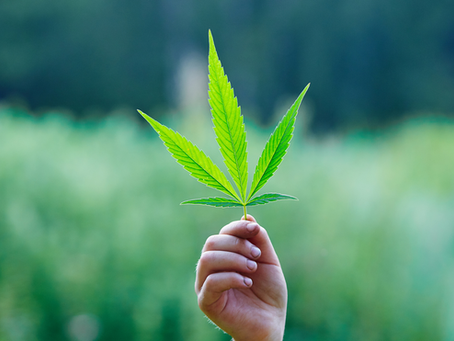 Ohio's Green Wave: Embracing a New Era of Cannabis Freedom