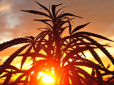 Minnesota’s Green Revolution: Embrace the Freedom to Grow at Home