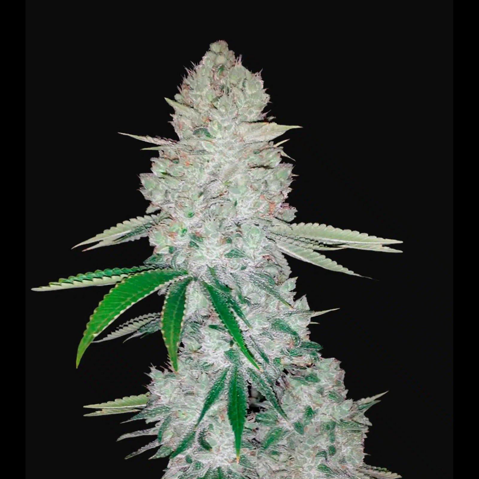 Gorilla Glue #4 Feminized Cannabis Seeds