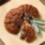 Turkey Tail mushrooms