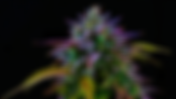 Cannabis All-Stars — The Best Strains of 2023