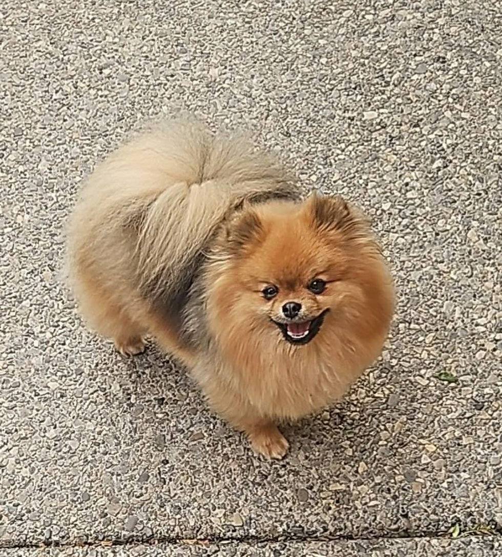 Health tested Pomeranian