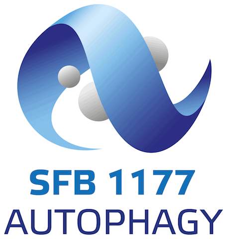 SFB_1177_Logo.gif