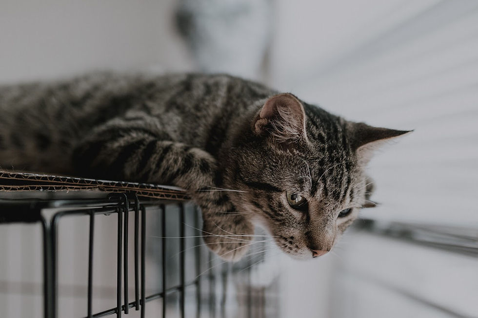 Ziggy - The House Cat