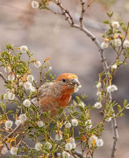 Tempe_Butte_Orange_Bird_II_Mileidi_Perez.jpg