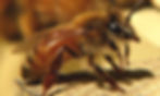 Italian Honey Bee Identification Image