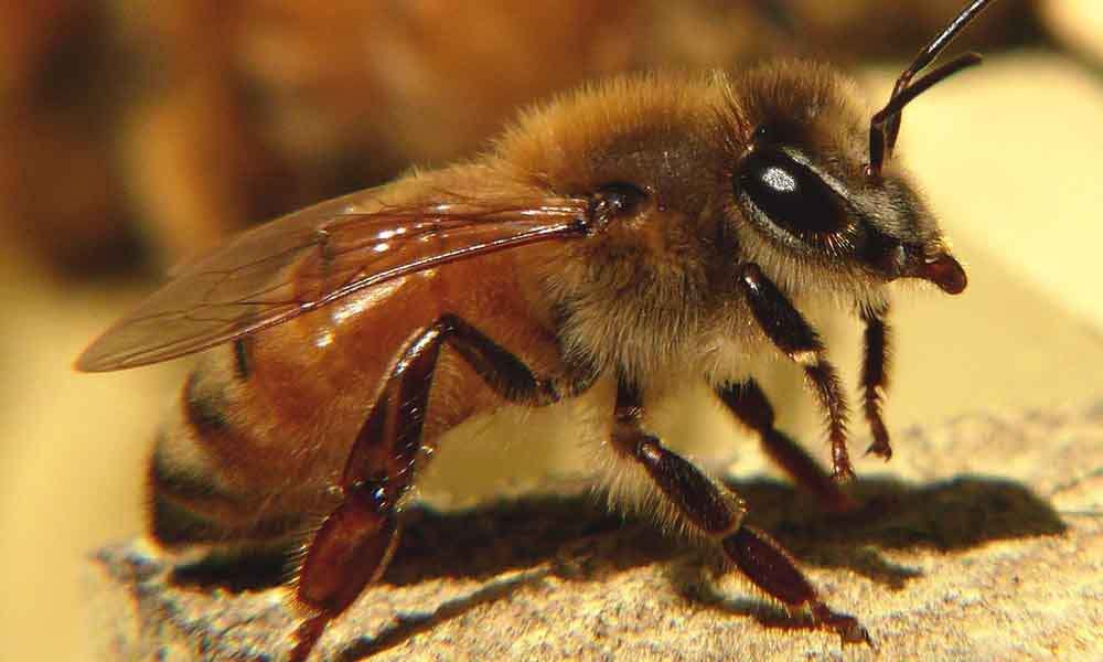 Types of Honey Bees Western Honey Bee