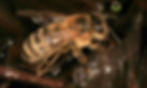 Carniolan honey bee identification image