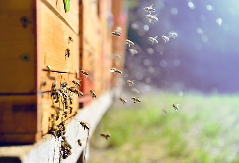 Flying Around a Beehive 2_edited.jpg