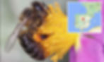 Spanish Honey Bee Species Identification Image