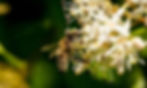 Caucasian honey bee identification image