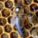 Queen Honey Bee Identification Image
