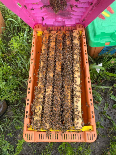 2026 Bee Order Reservation | Kinni Bees