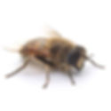 ree