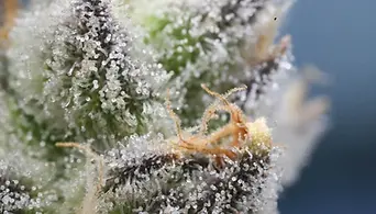 close-up-of-trichomes-on-cannabis.webp