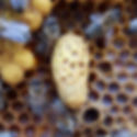 Honey Bee Queen Cell