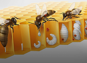 Varroa Mite affected by CO2.png