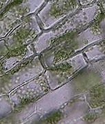 elodea3.jpg