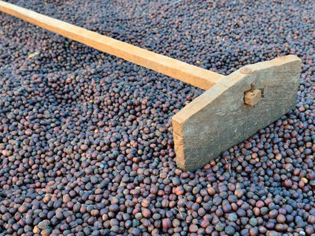 BENEFICIO DEL CAFÉ III - SECO O NATURAL