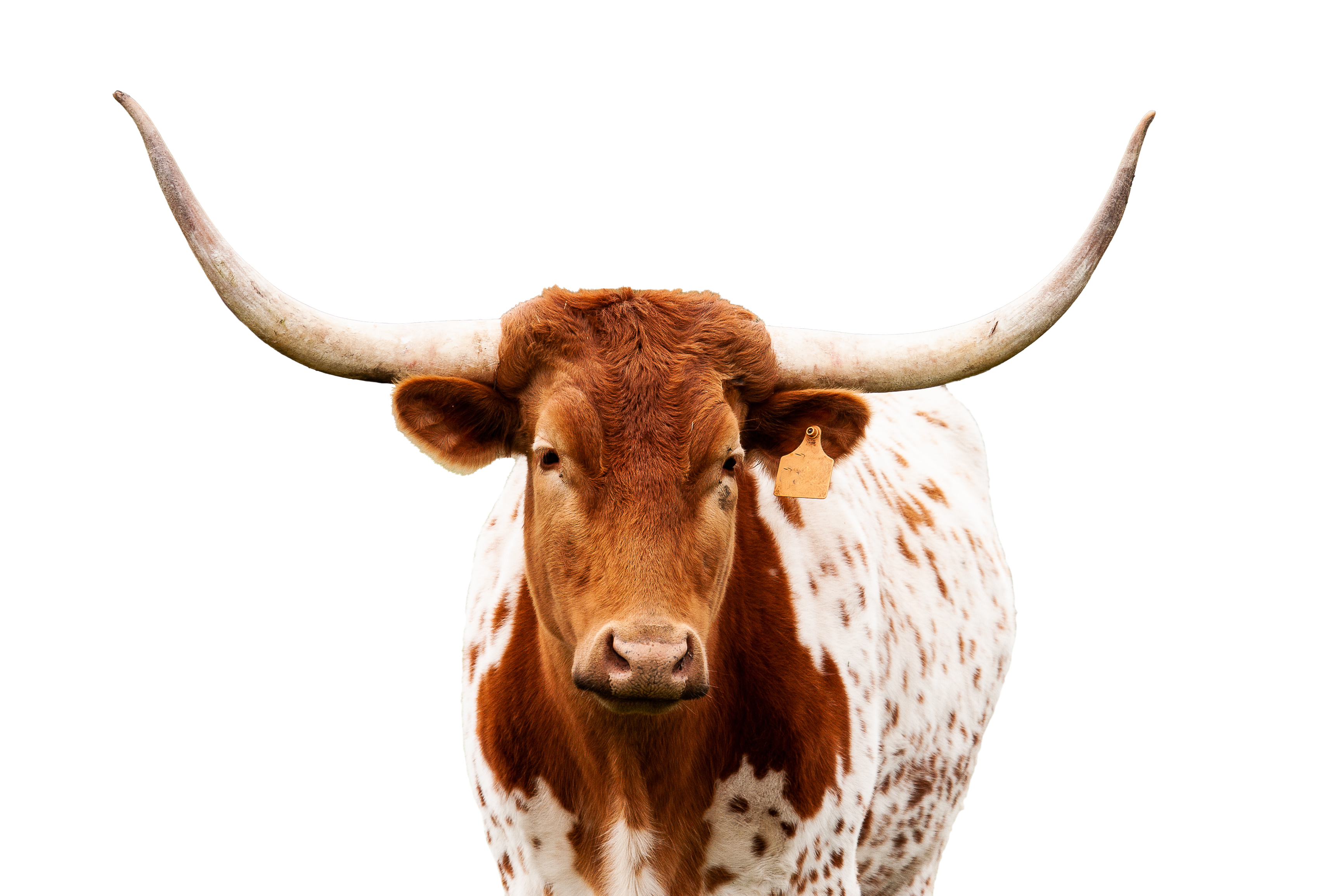 AdobeStock_525667114.png