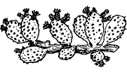 An illustrated cactus branch logo.
