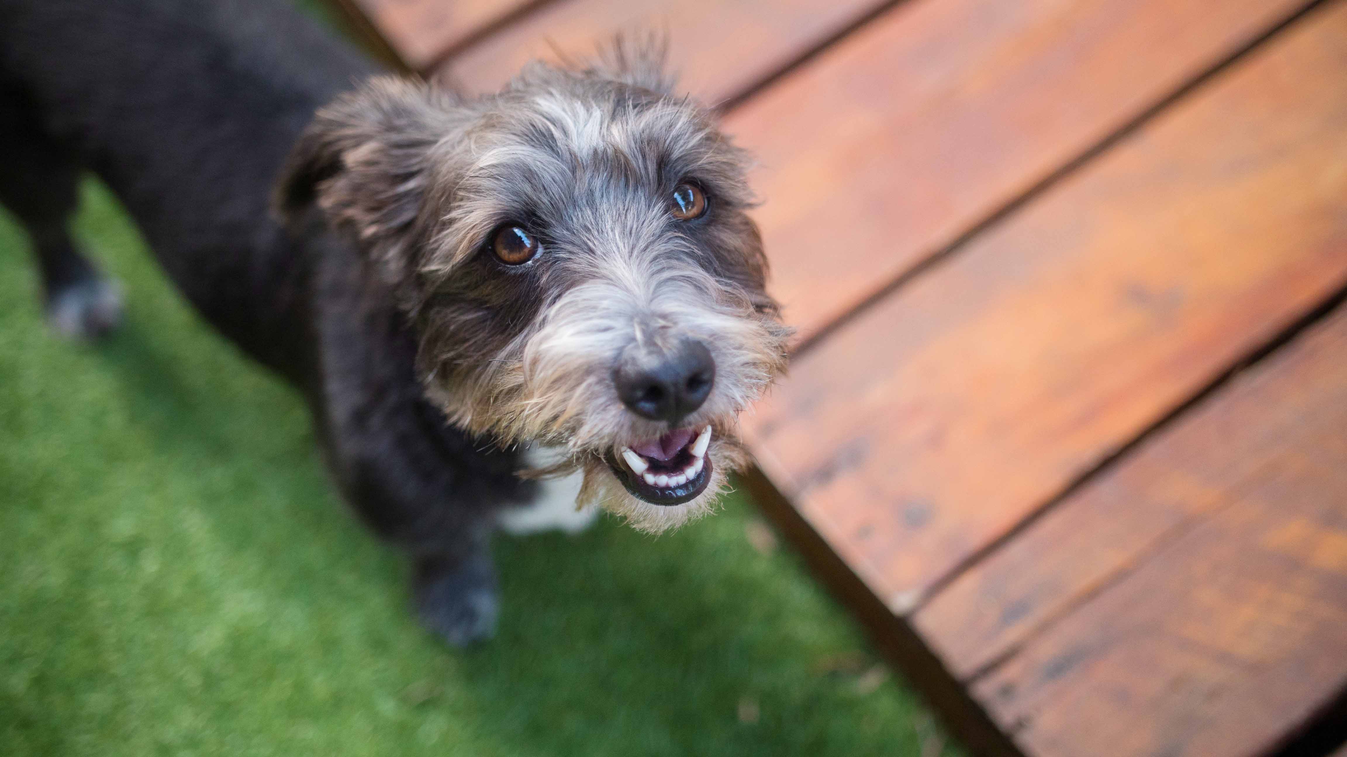 fantasy pet grooming boarding & daycare