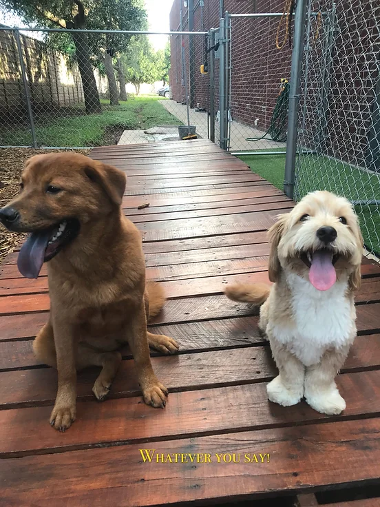 fantasy pet grooming boarding & daycare