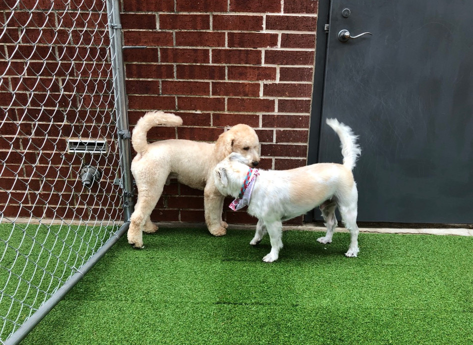 Dog Daycare Fantasy Pet Grooming