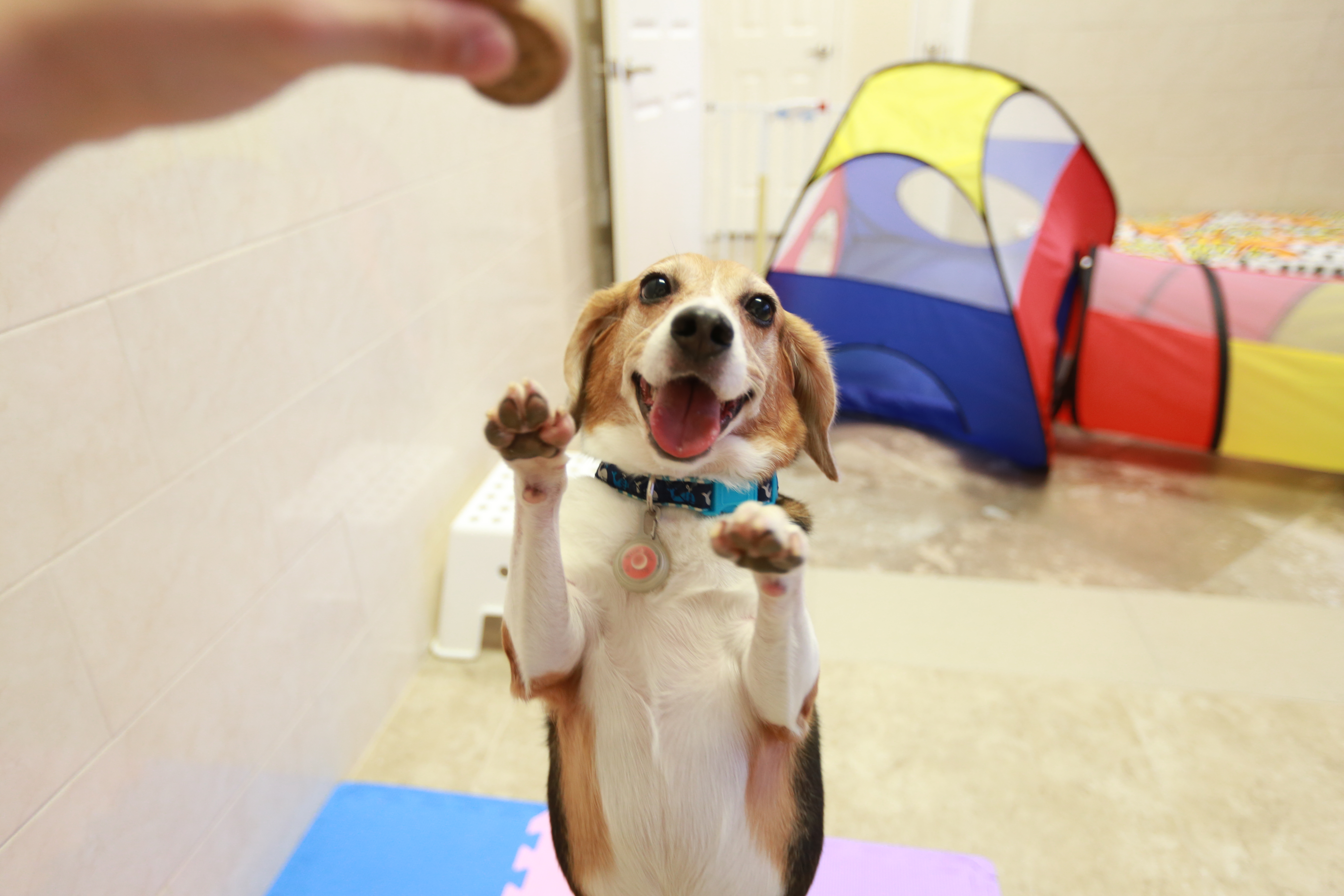 fantasy pet grooming boarding & daycare