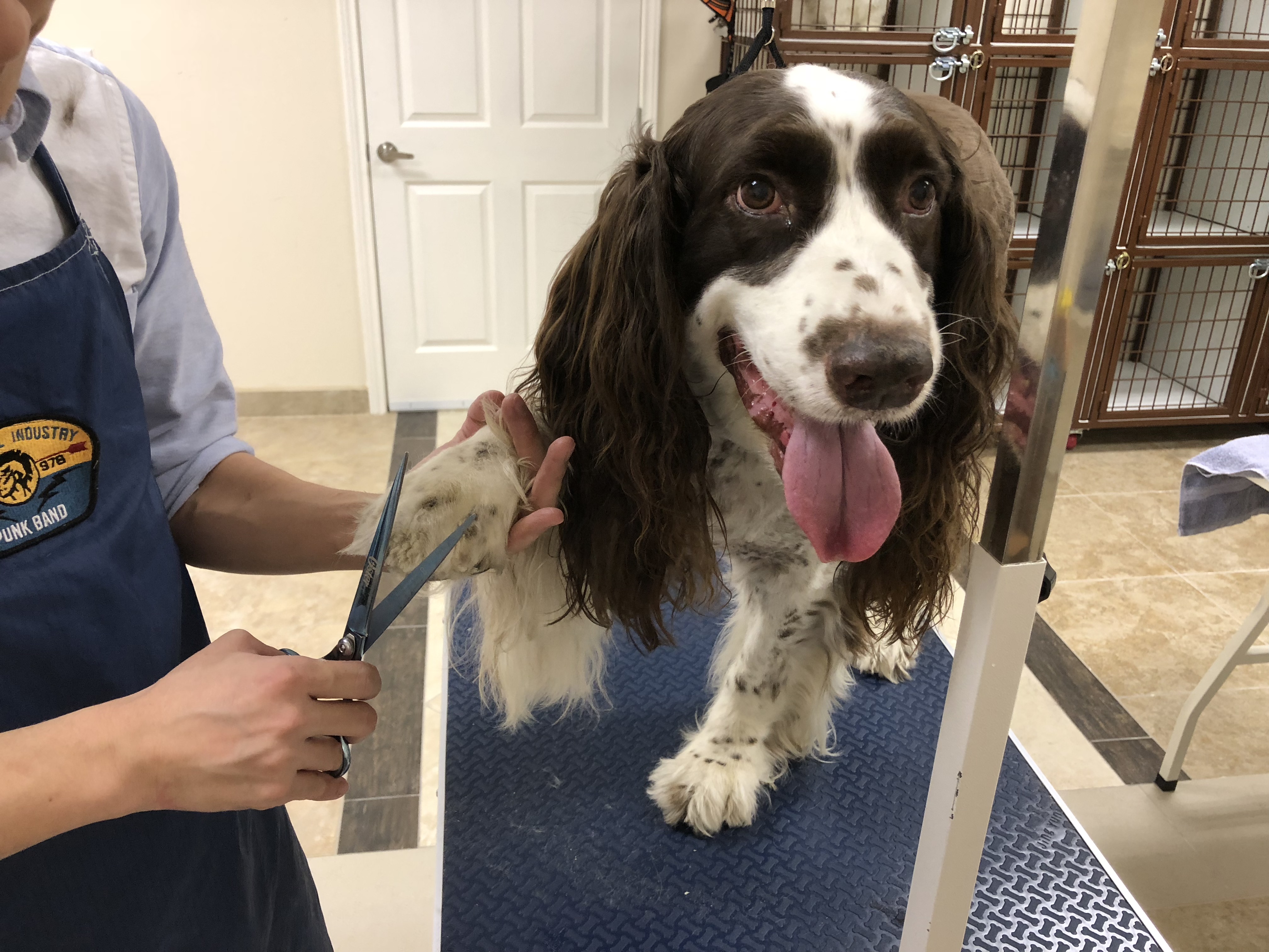 fantasy pet grooming boarding & daycare