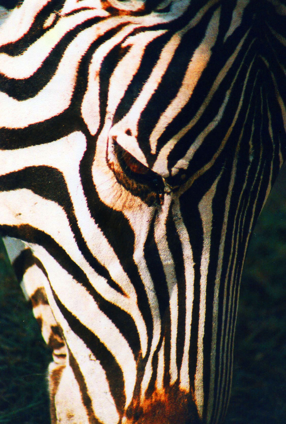 Zebra- África