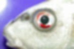 Hyphaema, free blood inside the eye