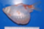 Swollen abdomen in a common goldfish