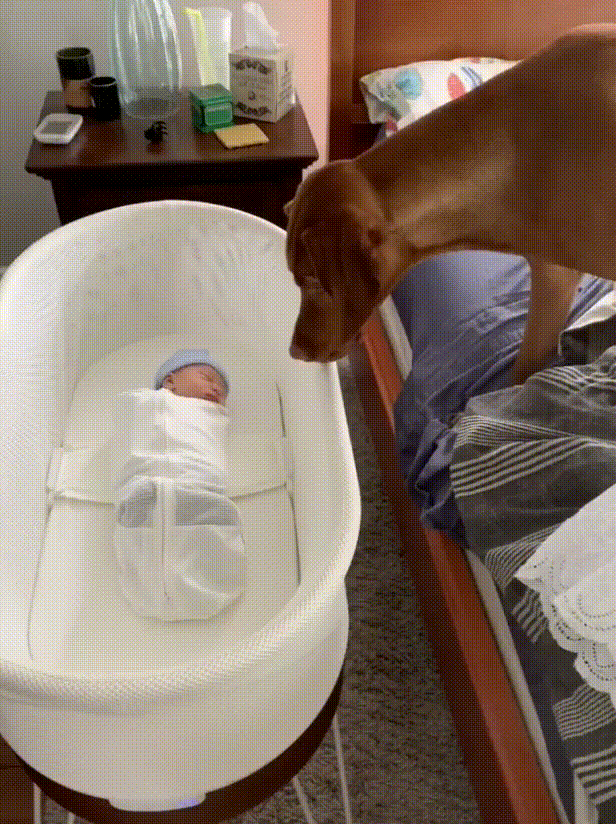 Every good dog...